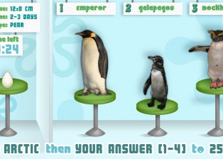 penguin-eggs2